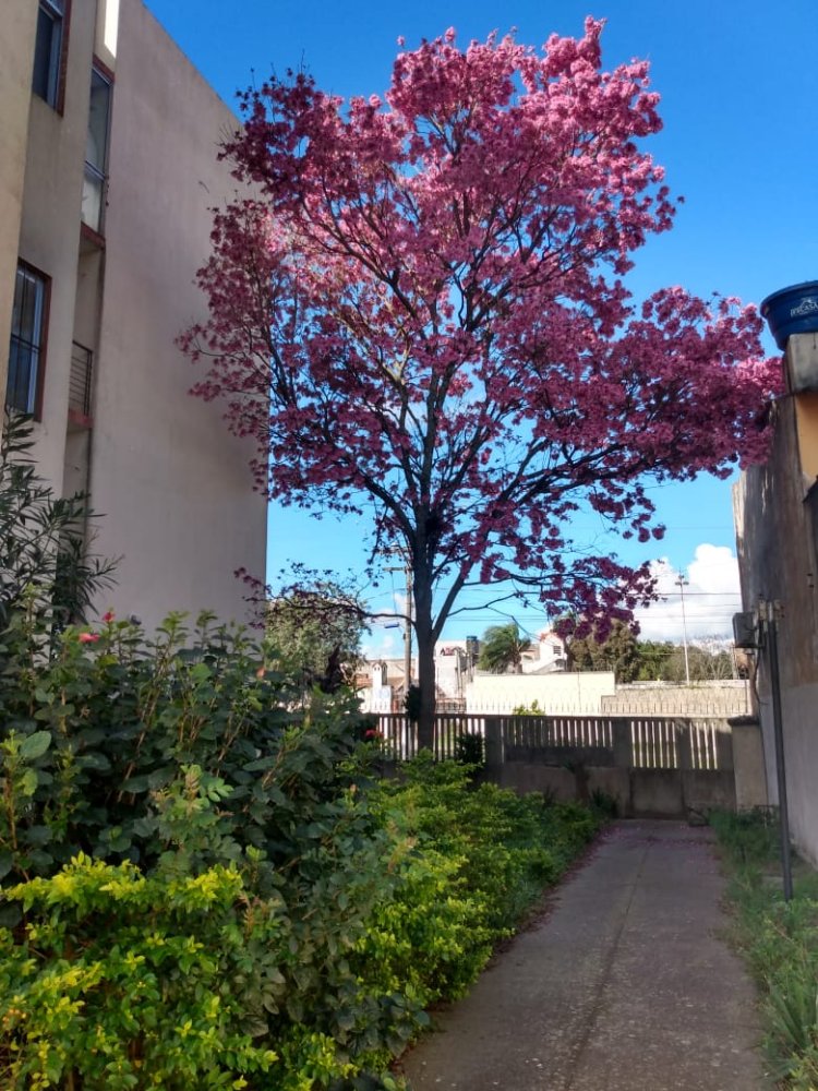 Apartamento - Venda - Centro - Pelotas - RS